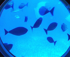 Ride in a Submarine
