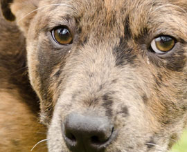 Volunteer at an Animal Shelter